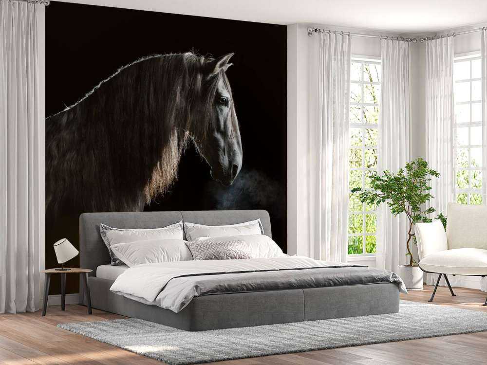 Schimmel mit schwarzem Hintergrund