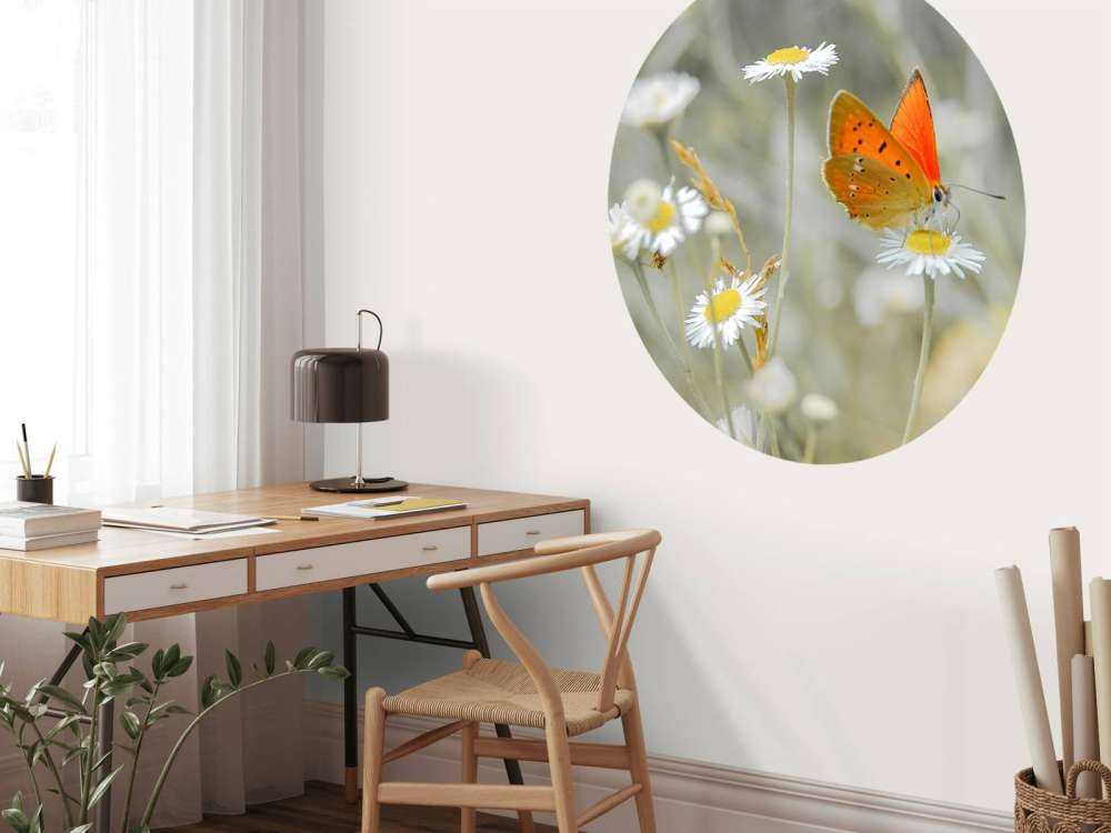 Gänseblümchen und orangefarbener Schmetterling