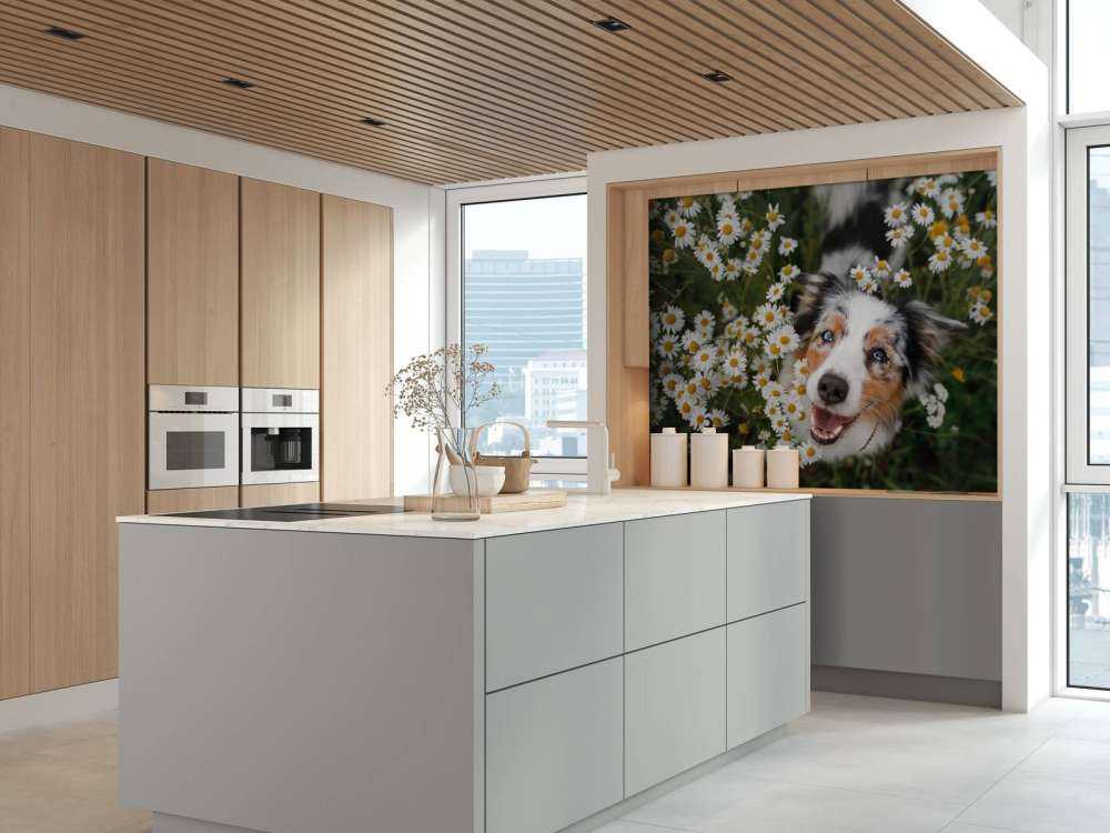 Australischer Schäferhund unter Blumen