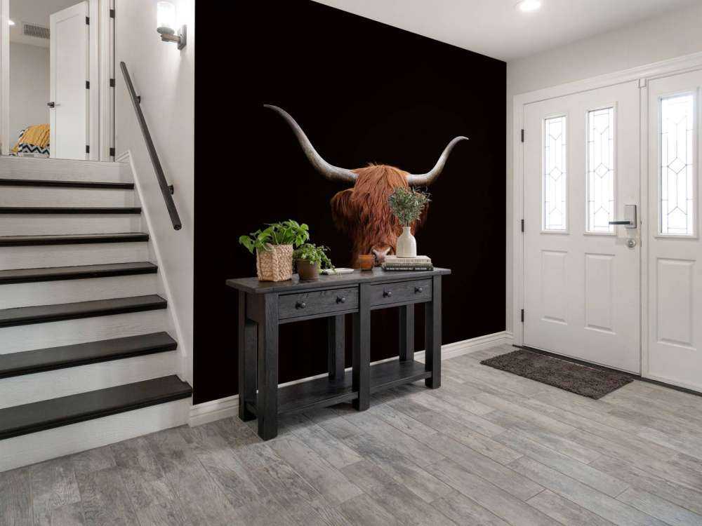 Schottischer Highlander auf dunklem Hintergrund
