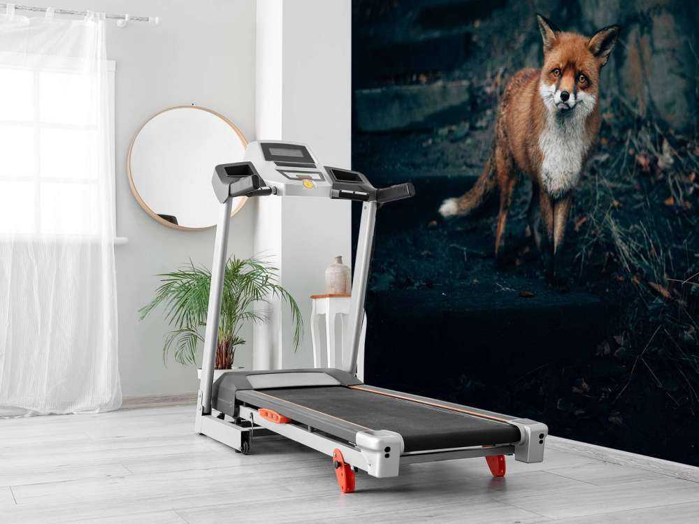 Neugieriger Fuchs