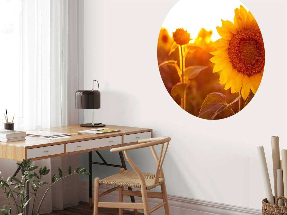 Warmes Sonnenblumenfeld