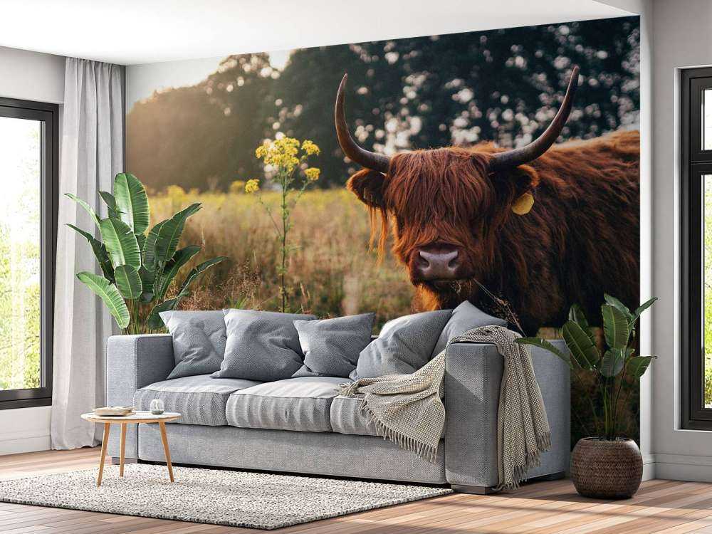 Schottischer Hochländer im hohen Gras