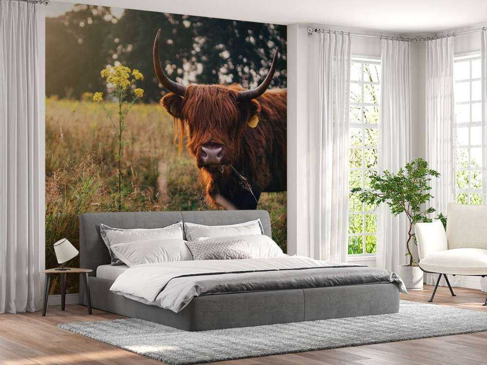 Schottischer Hochländer im hohen Gras