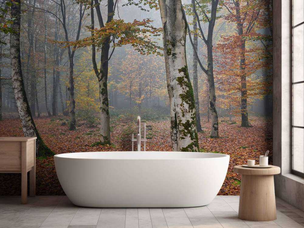 Birkenwald im Herbst