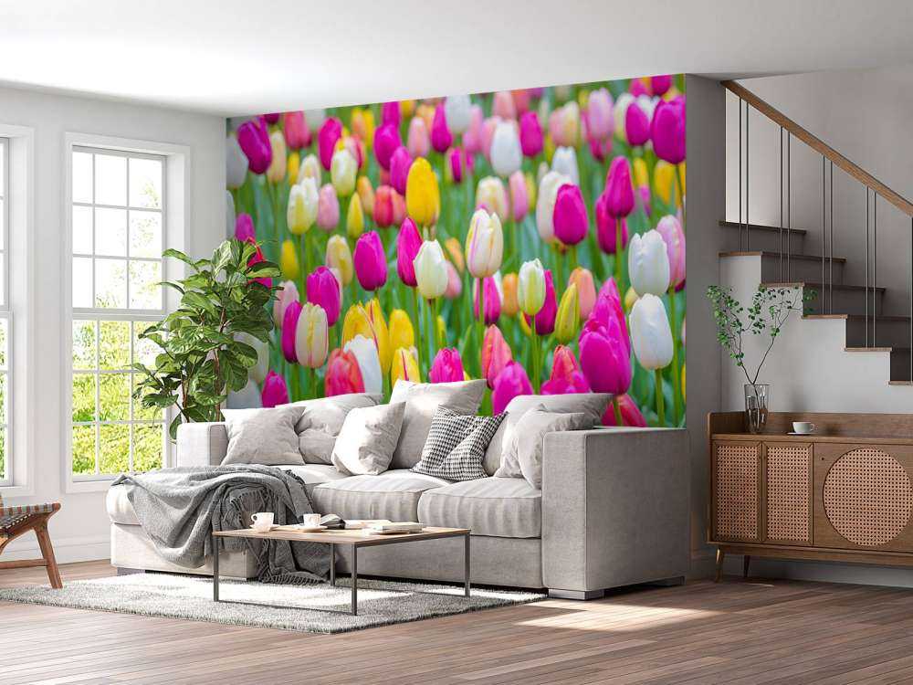Bunte Tulpen auf einem Feld