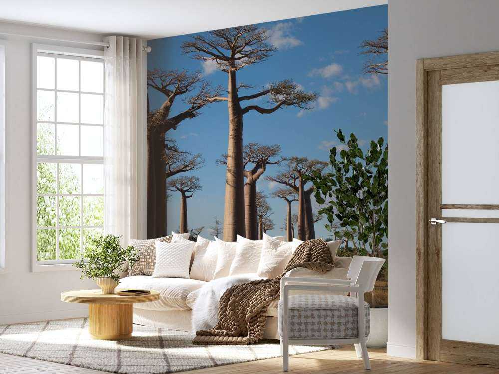 Baobab-Bäume