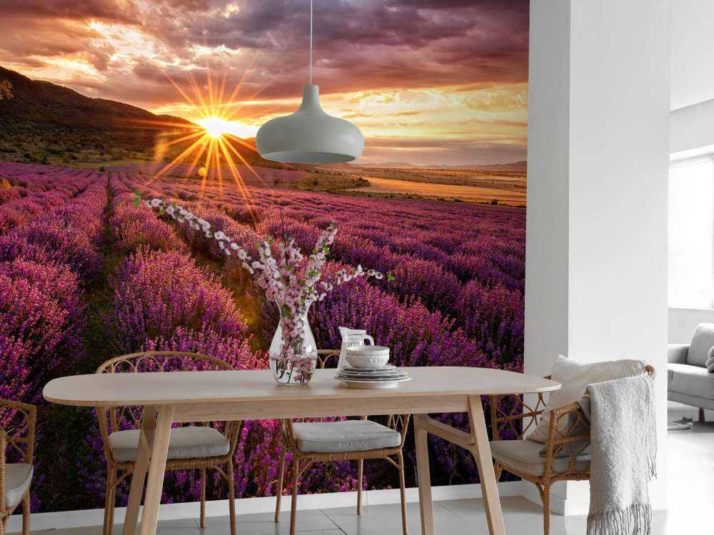 Lavendel unter der Sonne