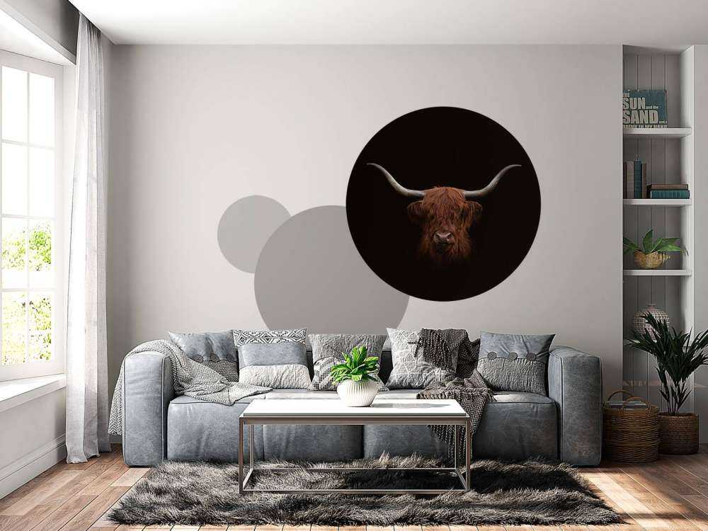 Schottischer Highlander auf dunklem Hintergrund