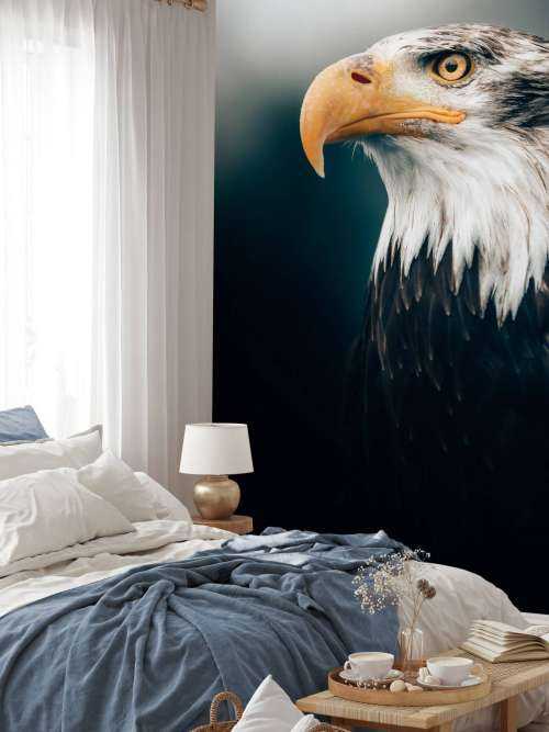 Nahaufnahme Seeadler