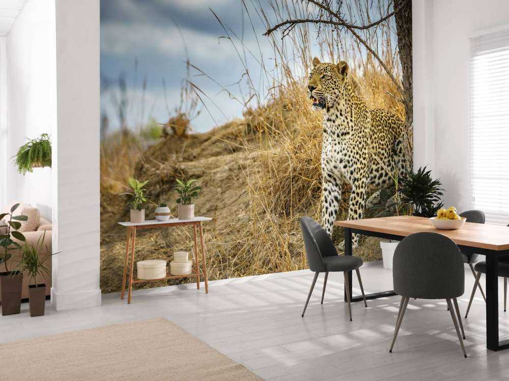 Leopard auf der Suche