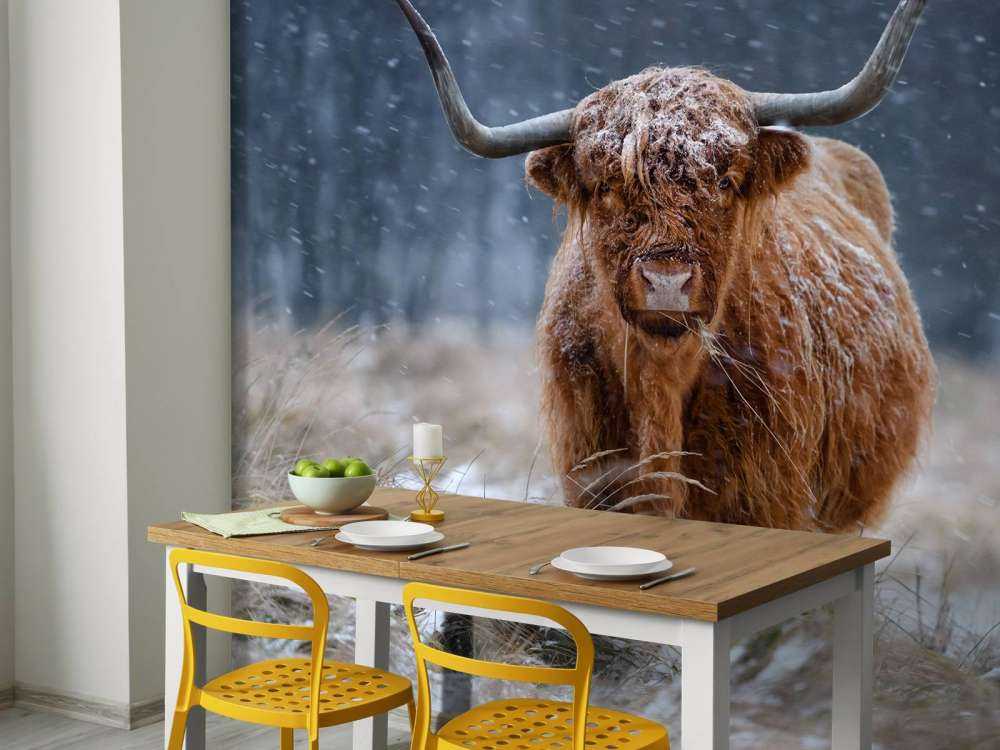 Snowy Highland cow