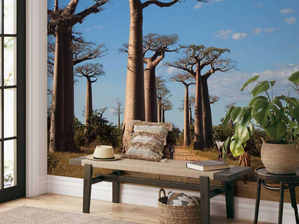 Baobab-Bäume