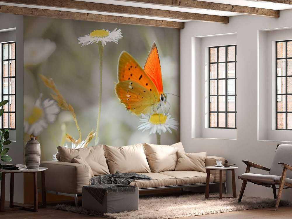 Gänseblümchen und orangefarbener Schmetterling