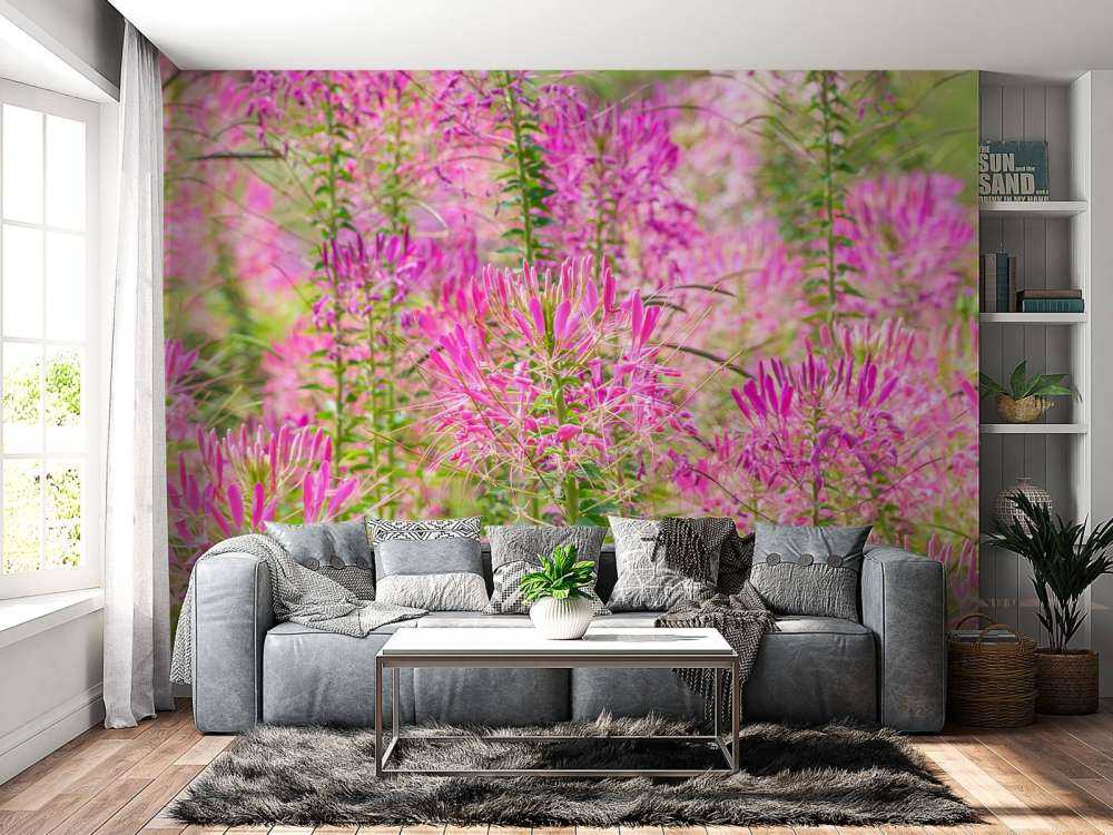 Cleome-Blüten