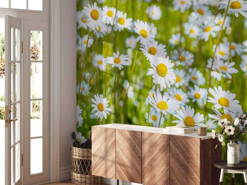 Gänseblümchen auf einem Feld