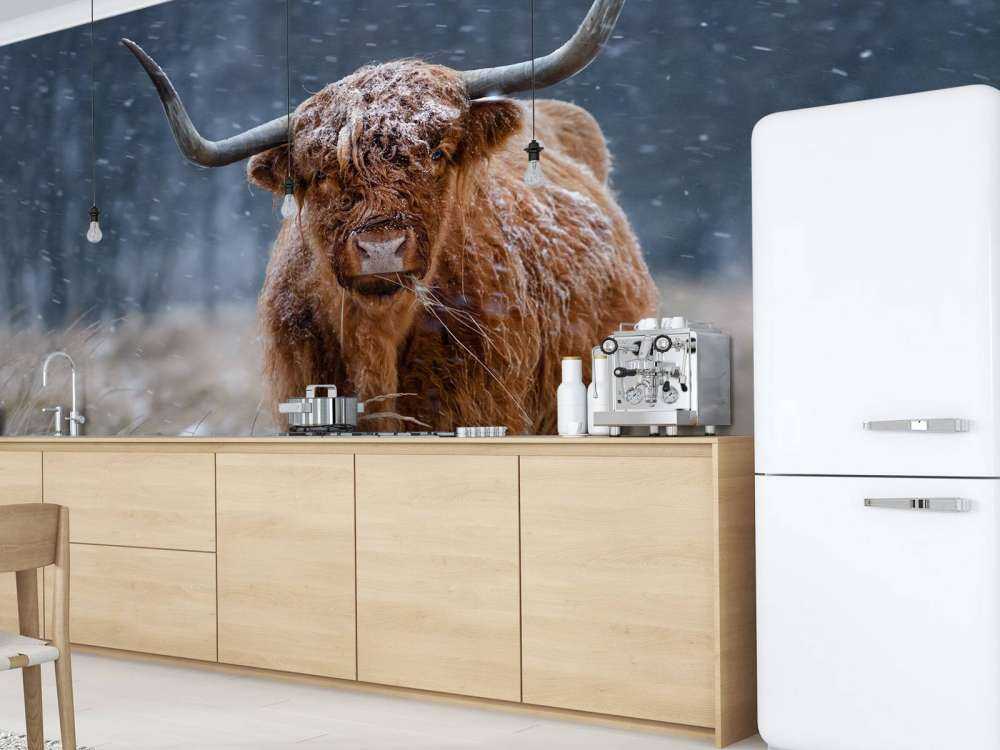 Snowy Highland cow