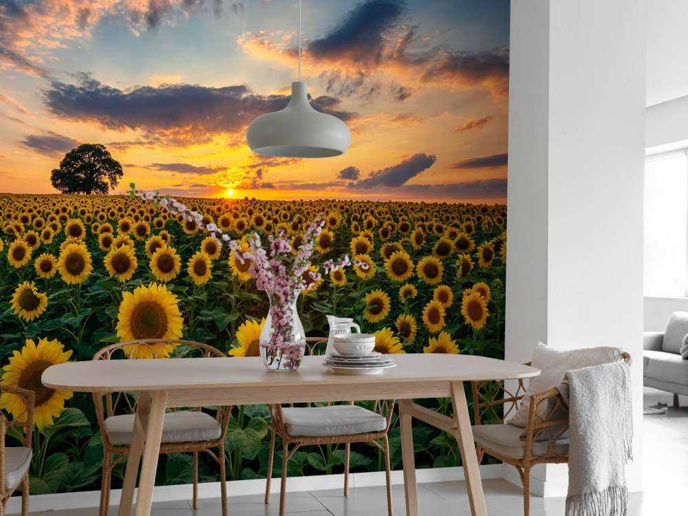 Feld voller Sonnenblumen