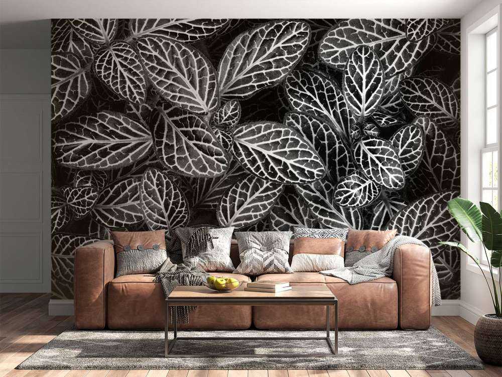 Fittonia
