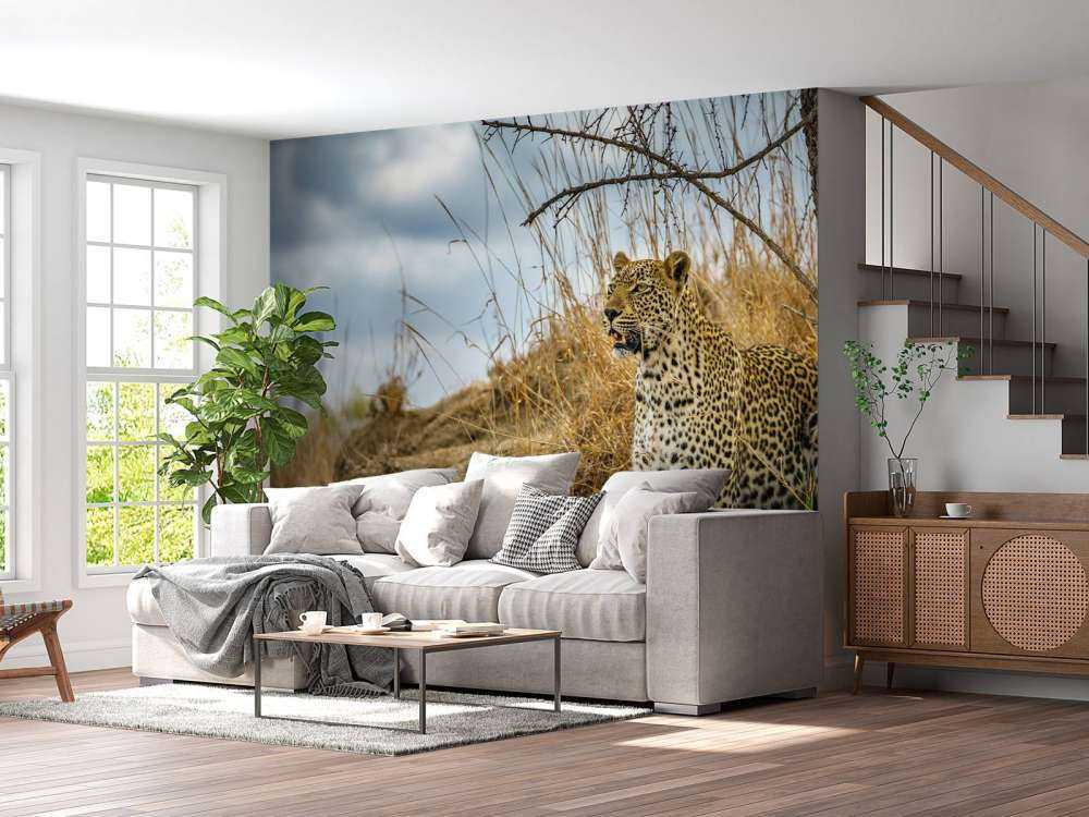 Leopard auf der Suche