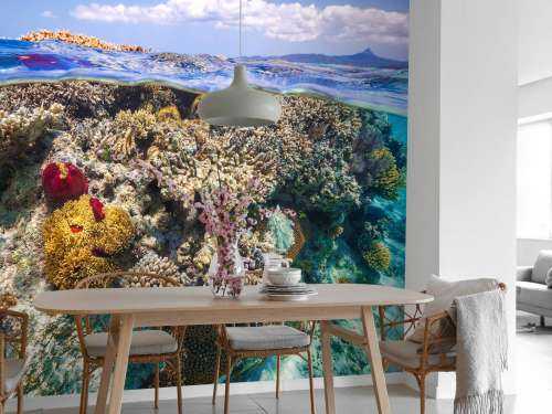 Mayotte : The Reef