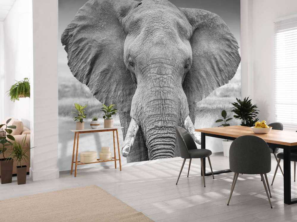 Elefant schwarz-weiß