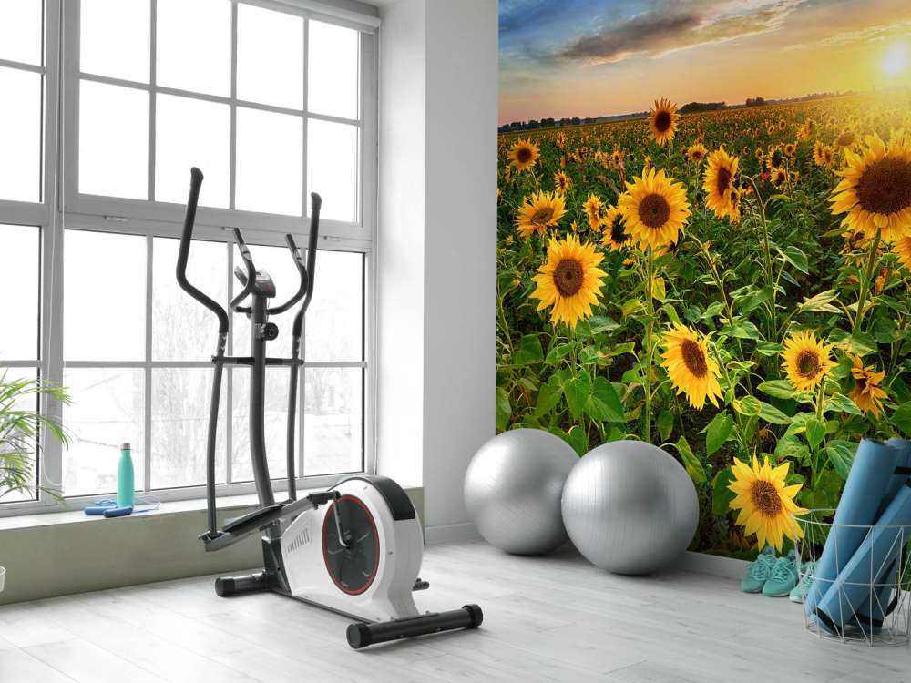 Schönes Sonnenblumenfeld