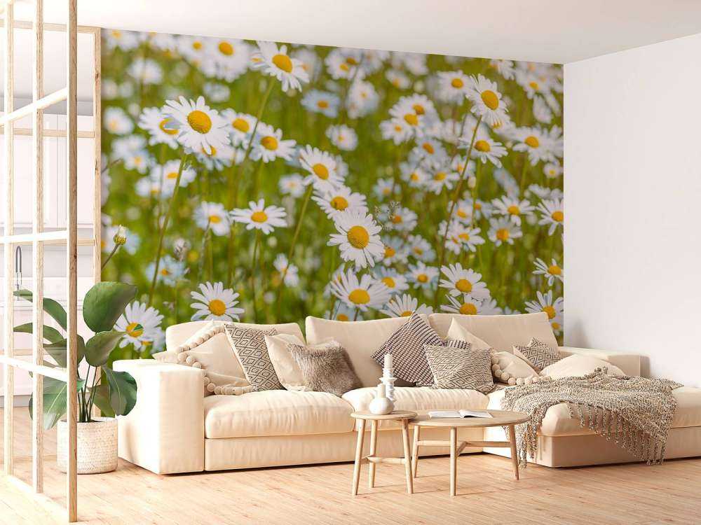 Gänseblümchen auf einem Feld