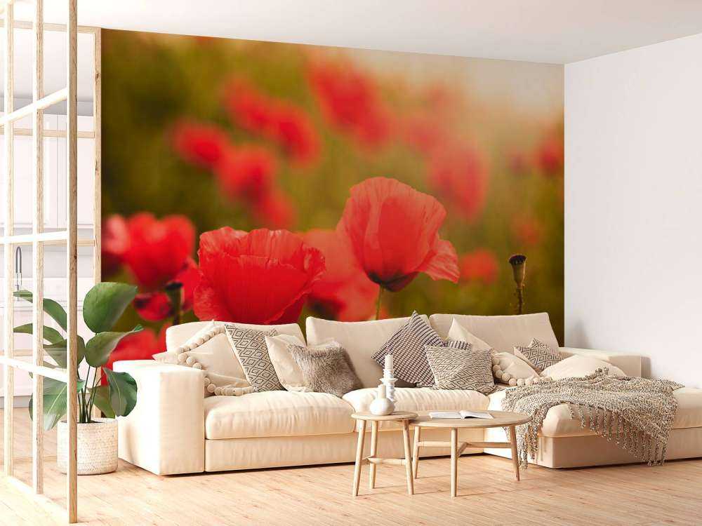 Mohnblumen bei Sonnenaufgang