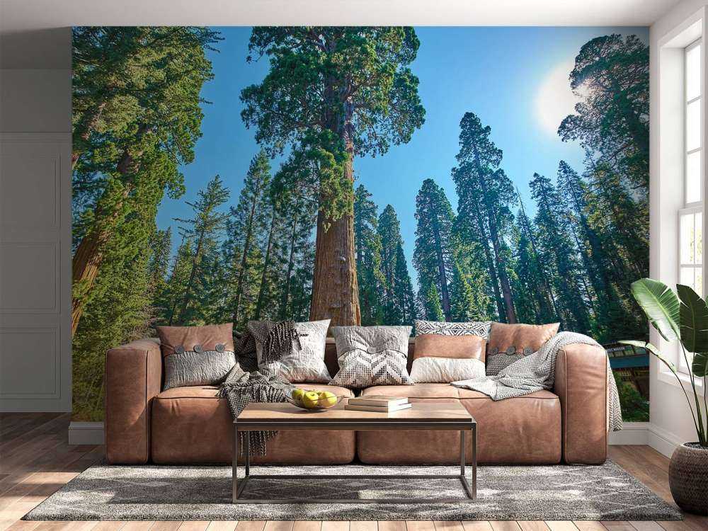 Sequoia-Bäume