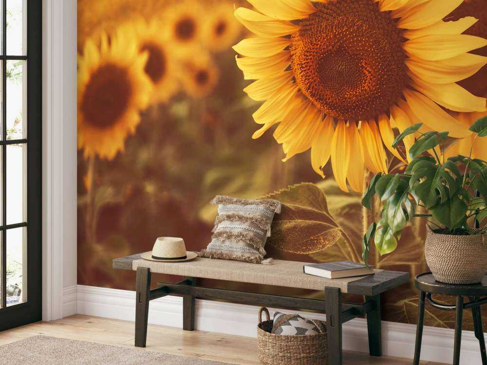 Sonnenblumen im Sonnenlicht