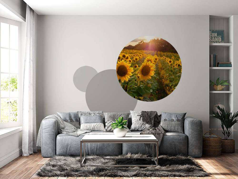 Sonnenblumen-Farm