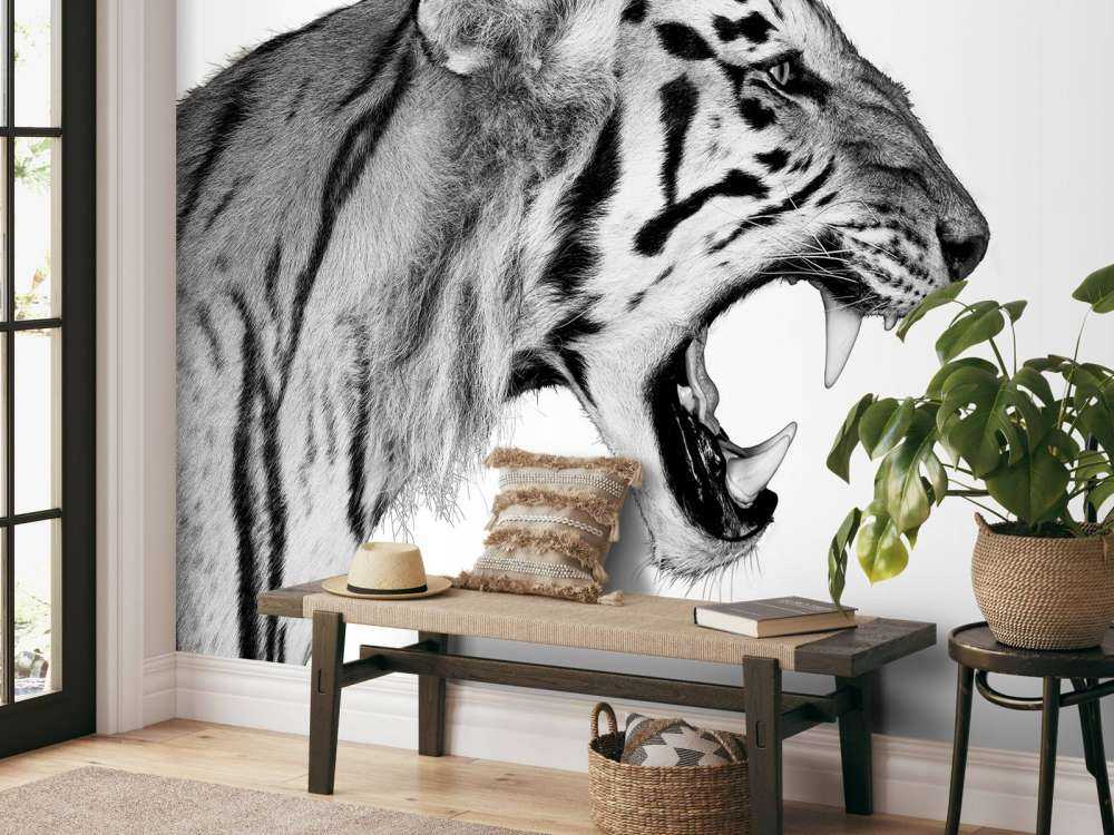 Brüllender Tiger weiß