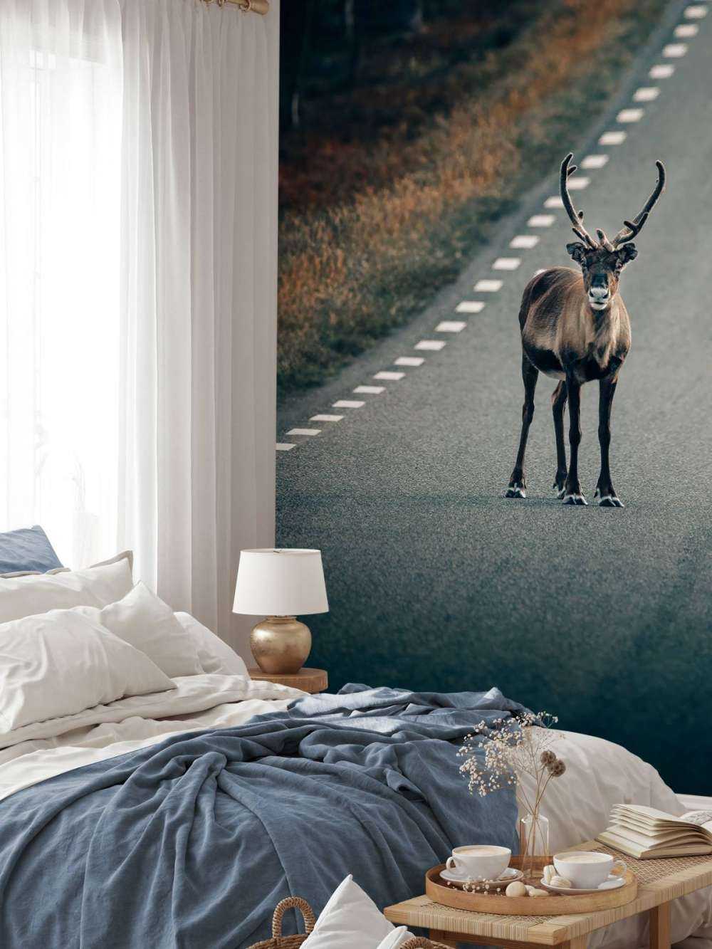 Rentiere auf der Straße