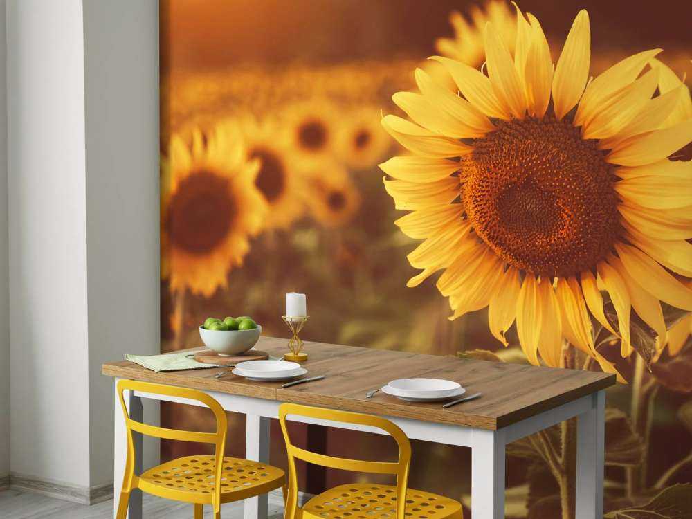 Sonnenblumen im Sonnenlicht