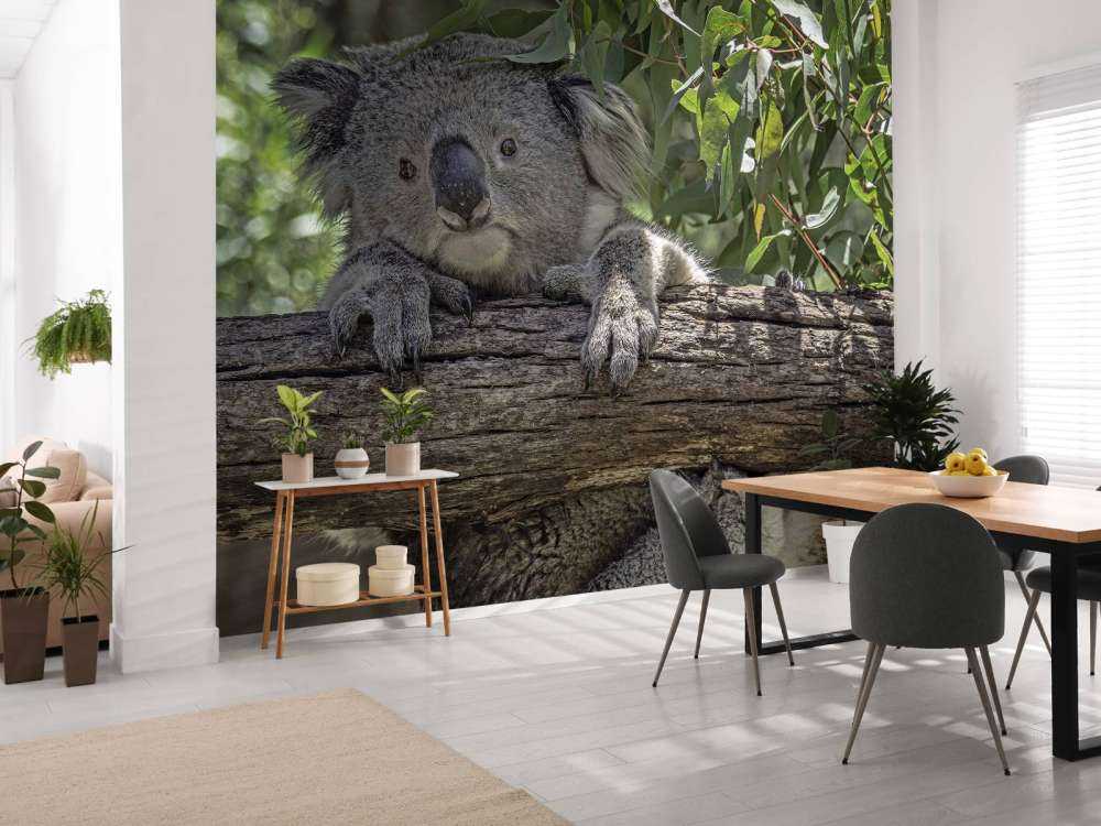 Niedlicher Koala