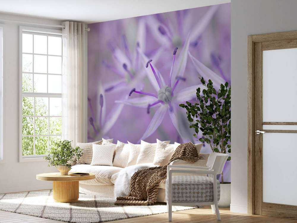 Lila Allium-Blüten