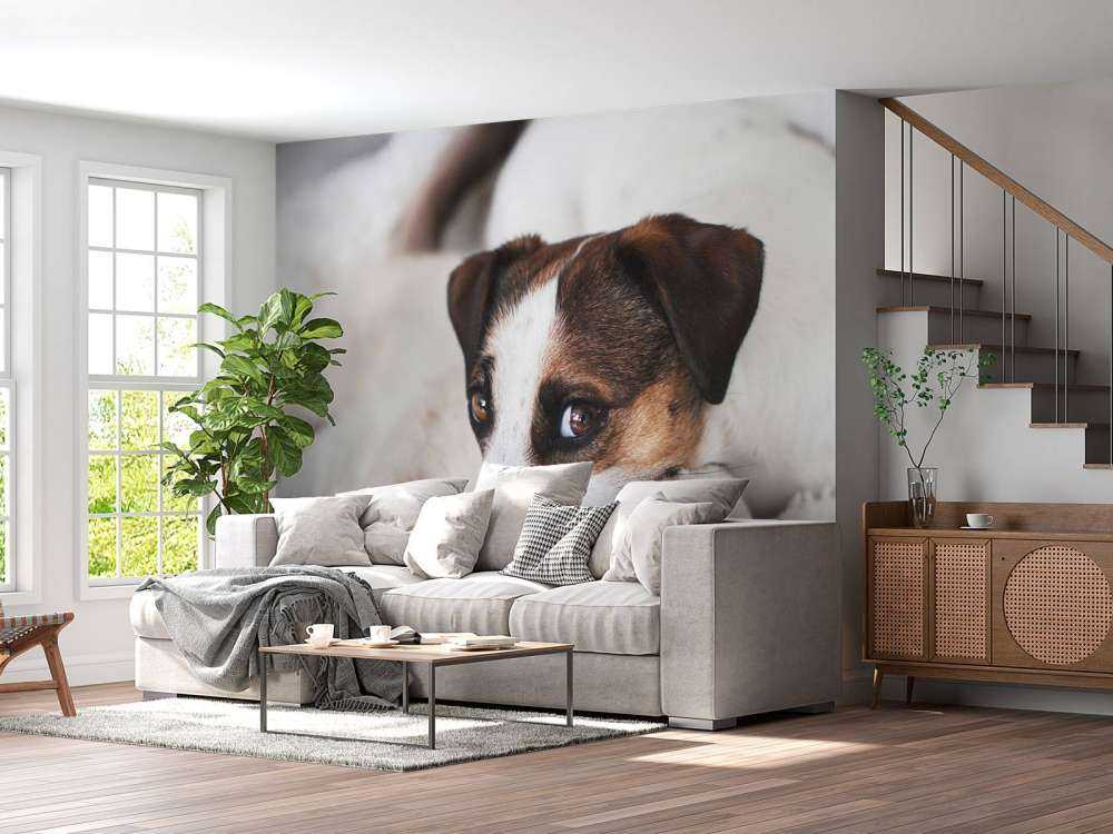 Hund und Katze