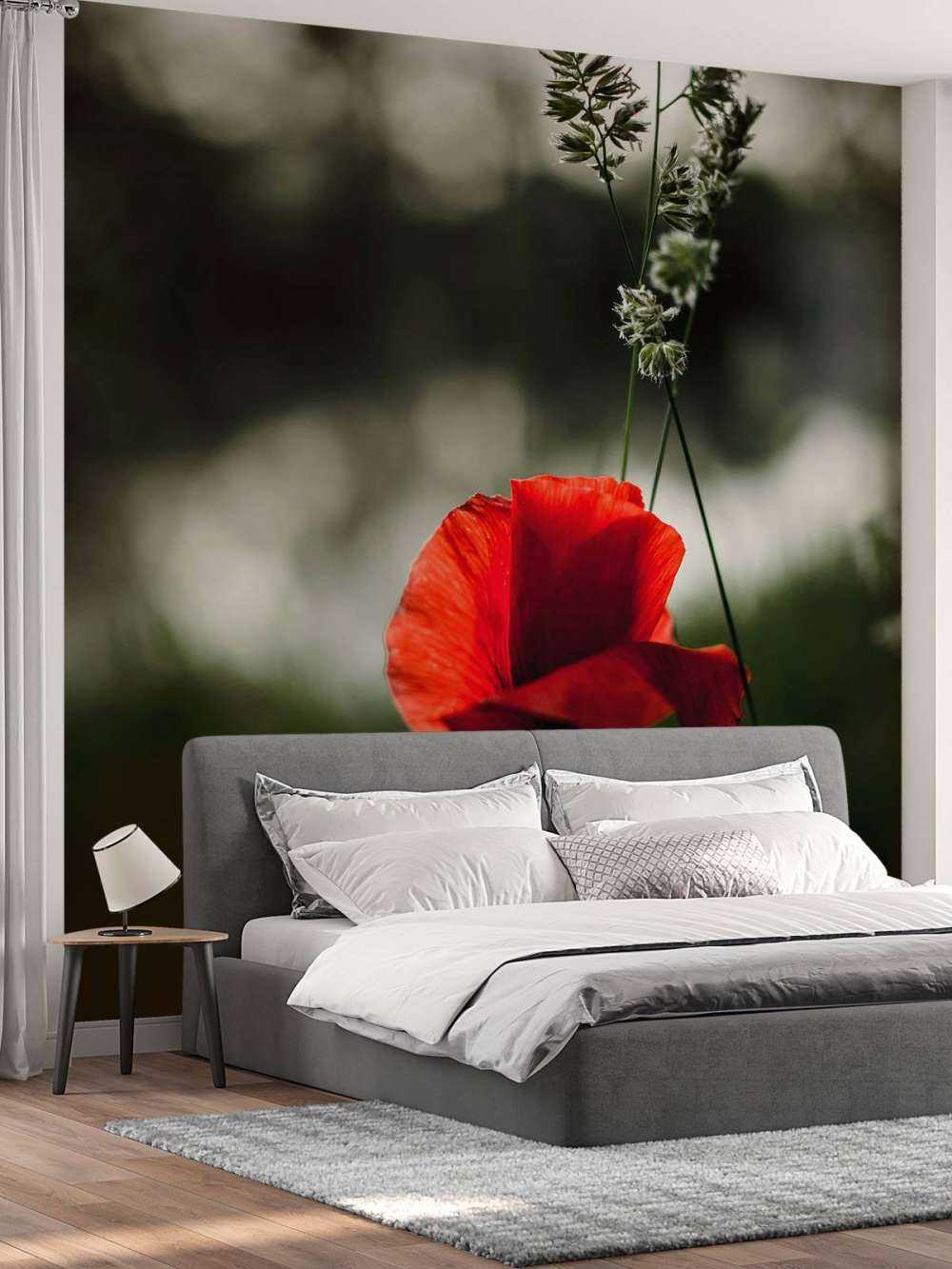 Roter Mohn mit Gras
