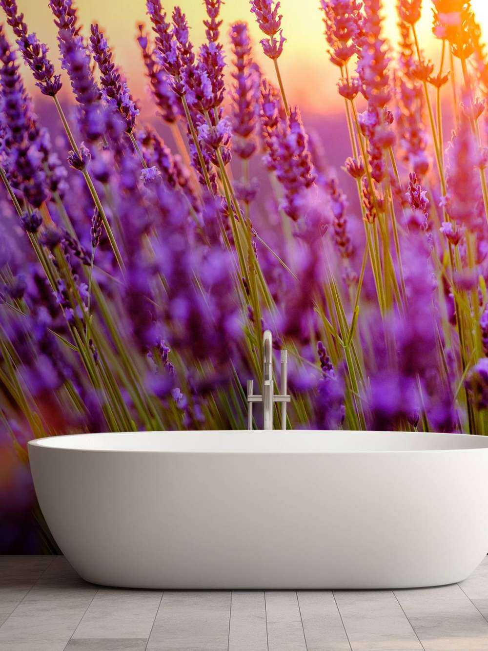 Nahaufnahme Lavendel