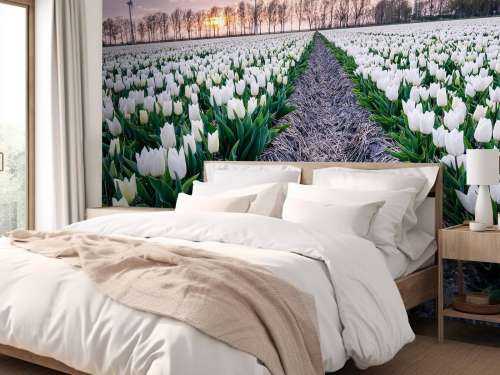 Feld mit weißen Tulpen