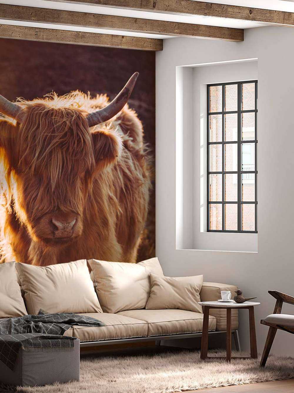 Schottischer Highlander in der Sonne