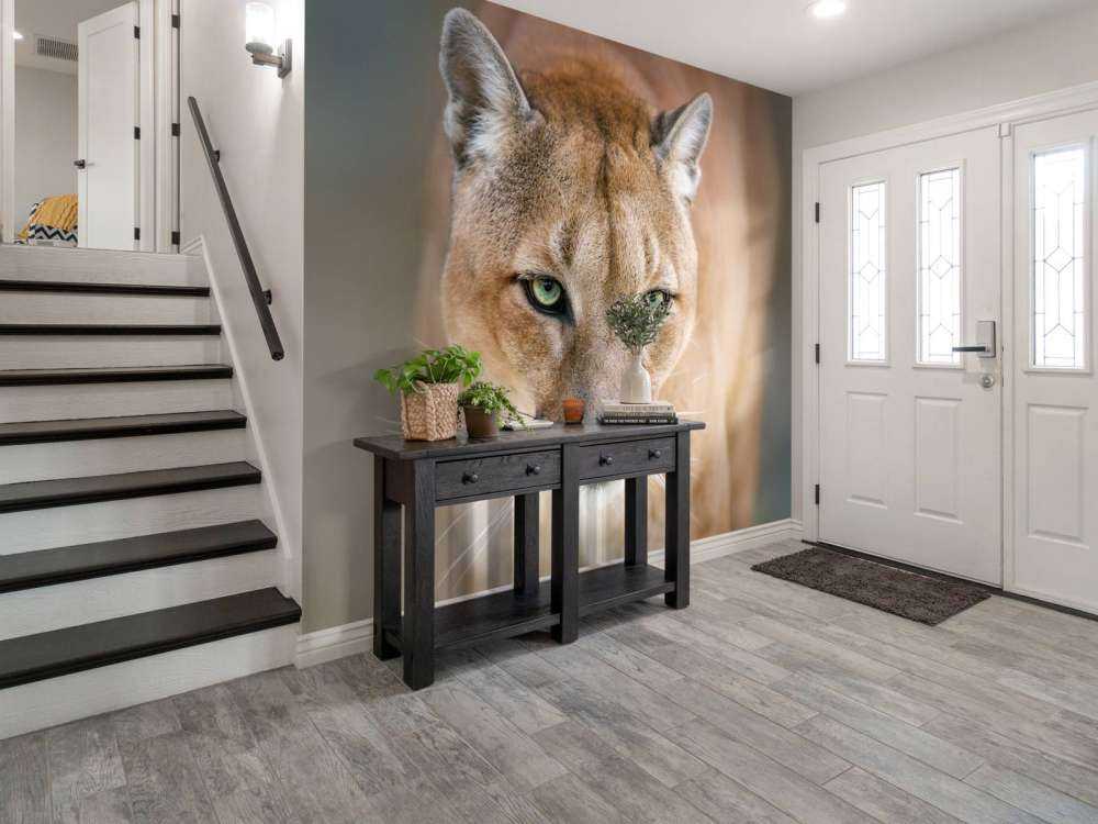 Puma Nahaufnahme