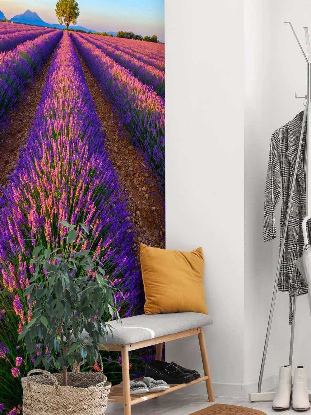 Lavendel im Sonnenlicht