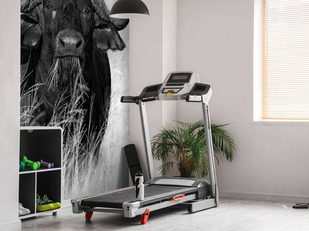 Büffel in Schwarz und Weiß