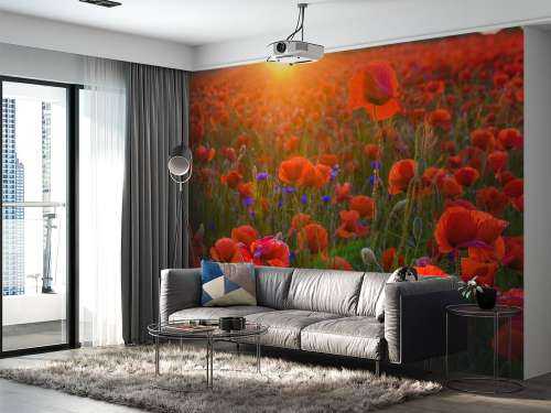 Mohnblumen mit aufgehender Sonne