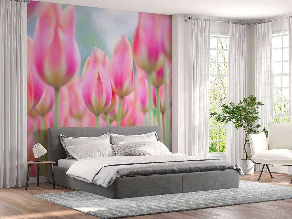 Nahaufnahme rosa Tulpen