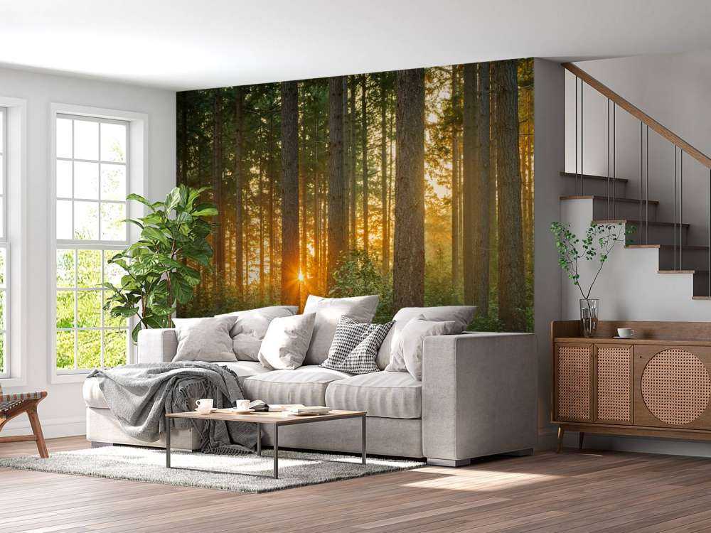 Sonnenstrahlen in einem Nadelbaumwald