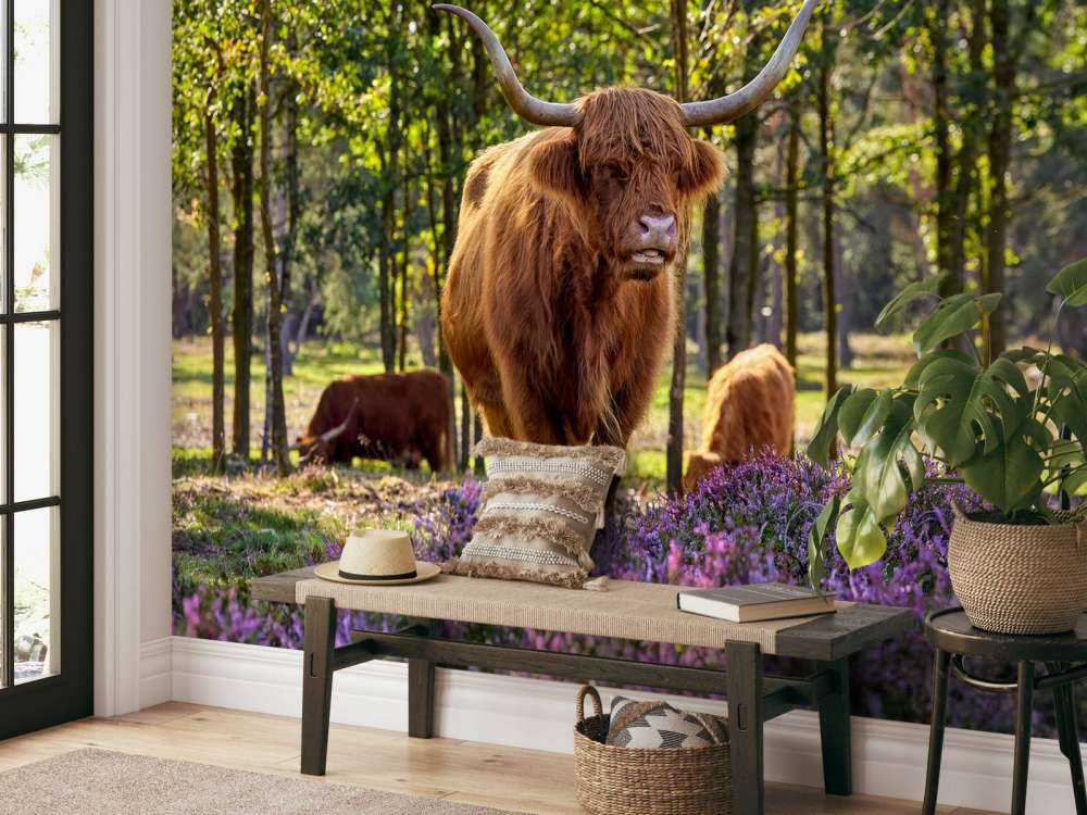 Hochländer im Naturschutzgebiet