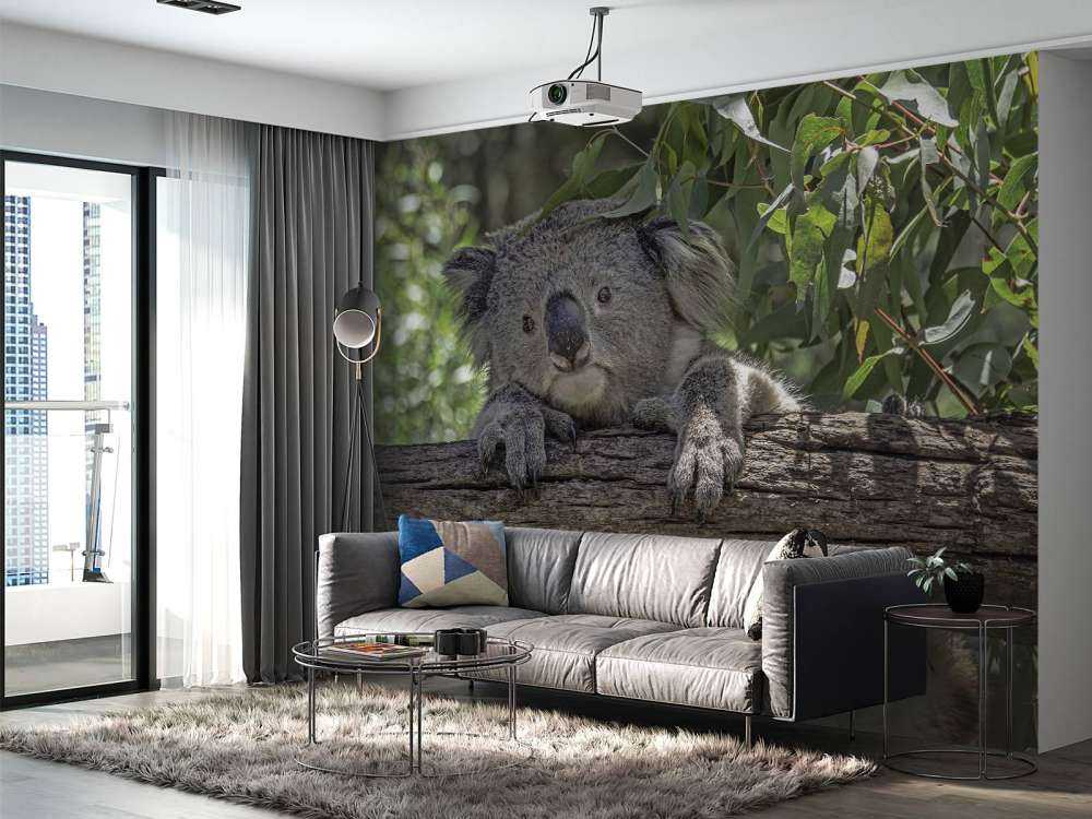 Niedlicher Koala